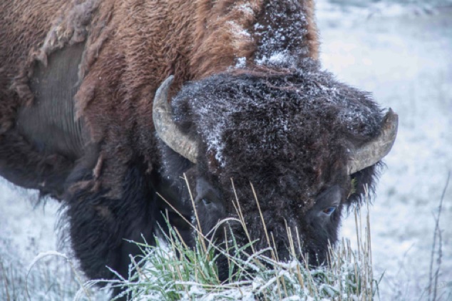 Bison with Spring snow
Lamar Valley, Yellowstone